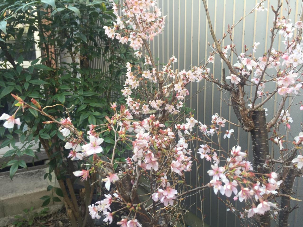 Guest House Daisho Oshiro Asobi Matsue Ngoại thất bức ảnh