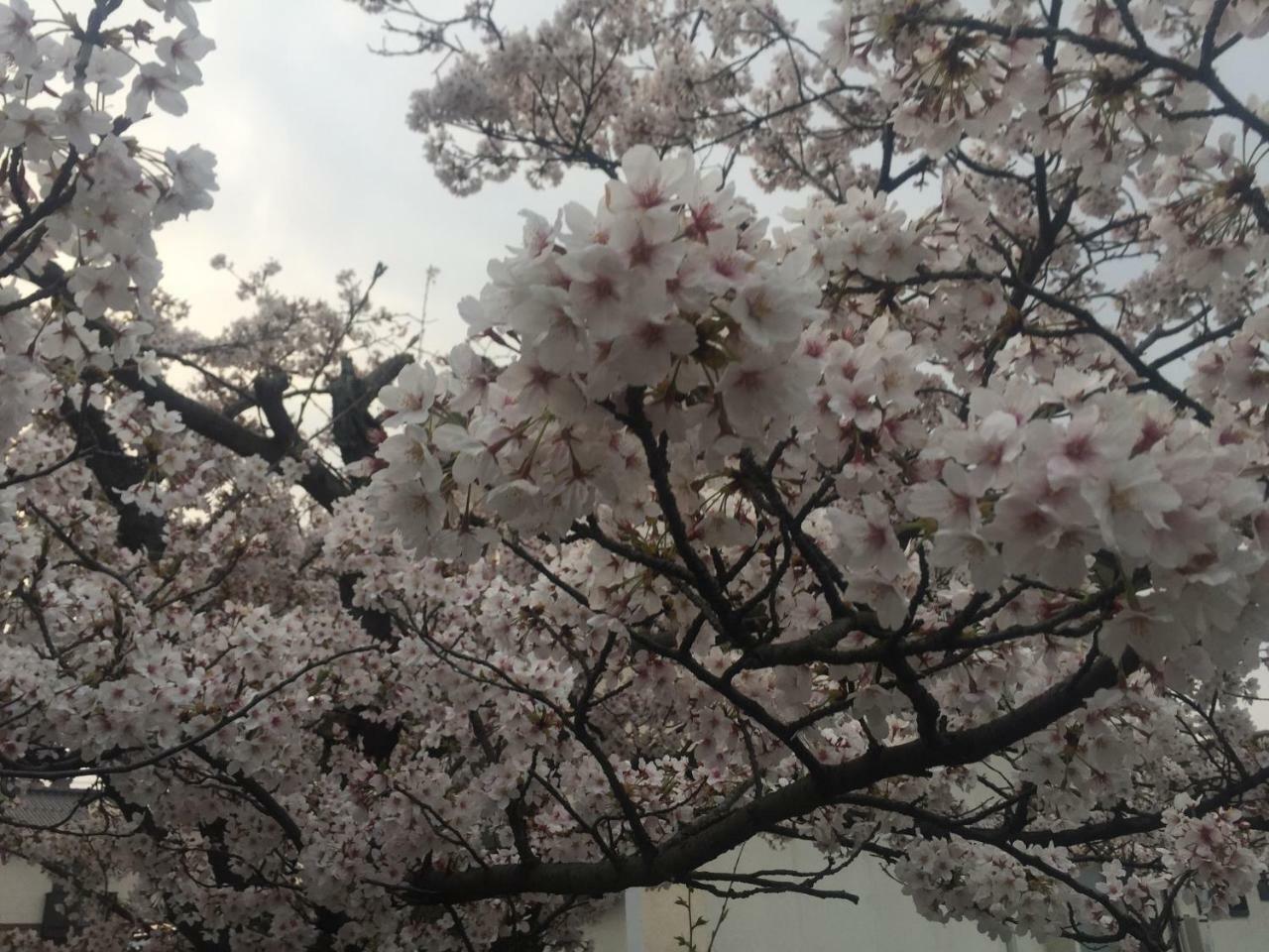 Guest House Daisho Oshiro Asobi Matsue Ngoại thất bức ảnh
